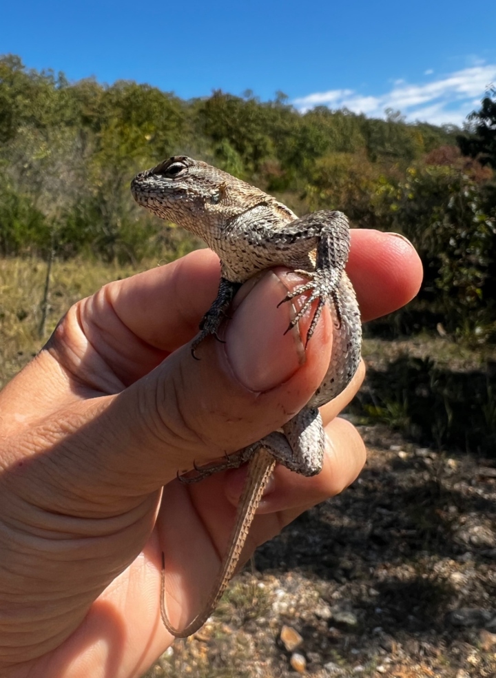 Prairie Lizard